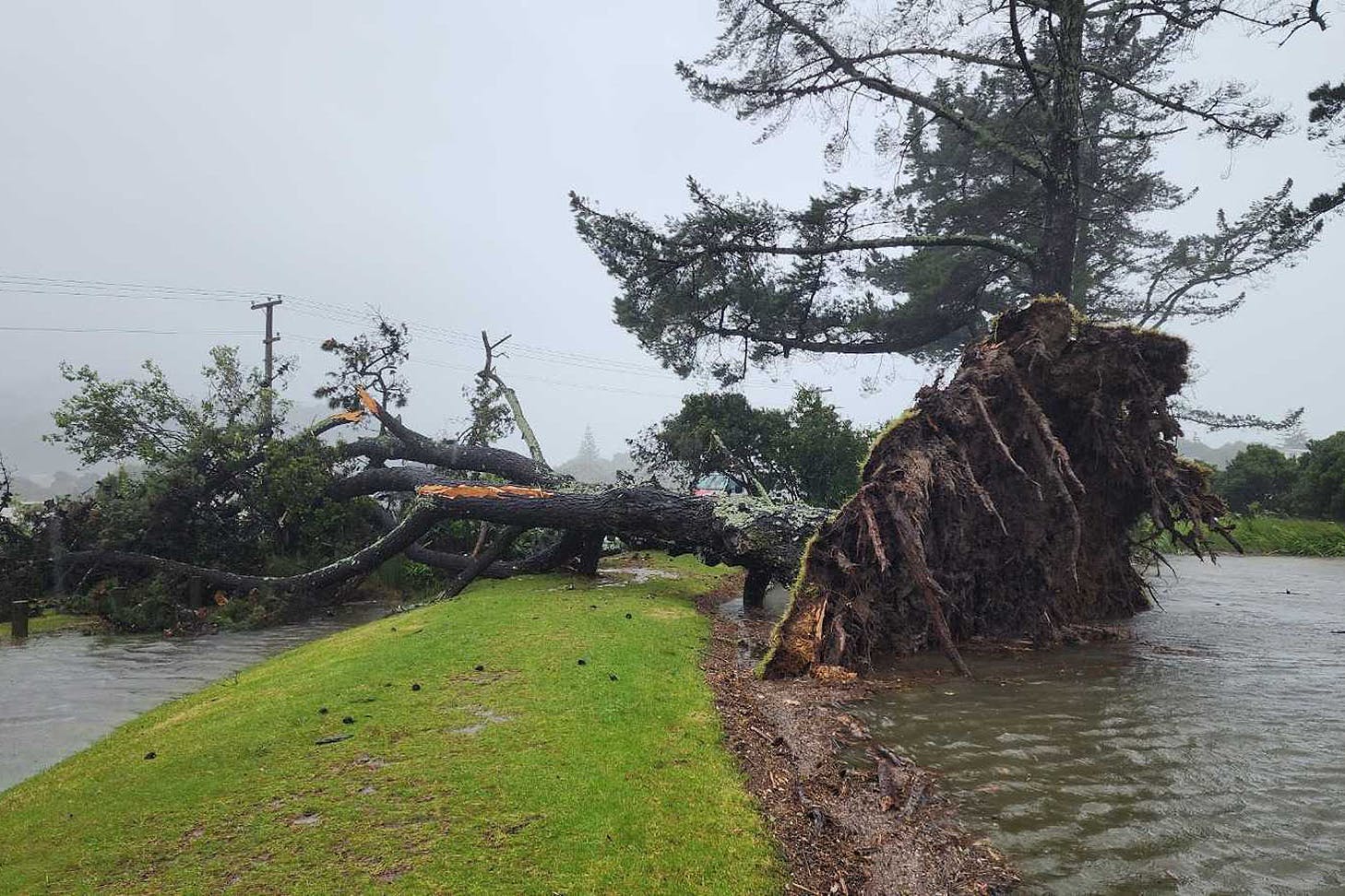 A tree is completely uprooted amongst the Cyclone Gabrielle carnage